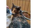 Silver Domestic Shorthair Young Female