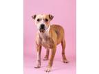 Adopt Rosie a Pit Bull Terrier, Mixed Breed