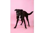 Adopt Rosa Gloria a Labrador Retriever, Mixed Breed