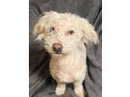 Adopt Estrella a Poodle