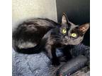 6165 (Sissy) Domestic Shorthair Young Female