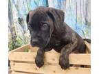 Grover Mastiff Puppy Female