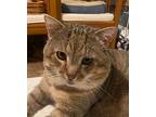 Tom 4 Domestic Shorthair Adult Male