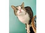 Perla Domestic Shorthair Adult Female