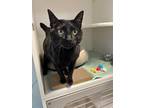 Anubis Domestic Shorthair Adult Male