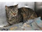 Strawberry (Spayed) Domestic Shorthair Adult Female