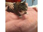 Phoenix Domestic Shorthair Young Male