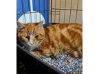 Tiger Kitten Domestic Shorthair Young Male