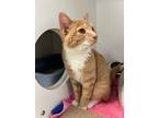 Cheeseburger Domestic Shorthair Young Male