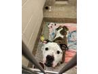 Mason American Pit Bull Terrier Adult Male