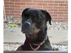 Mayla Rottweiler Adult Female