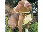Choco Beagle Puppy Male