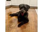 Adopt Ellie Mae a Labrador Retriever, Poodle