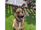 Adopt Poppy a Belgian Shepherd / Malinois