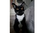 Adopt Pumpkin (Bonded with Zucchini) a Domestic Short Hair