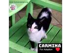 Adopt Carmina a Domestic Short Hair