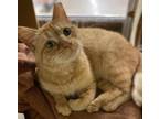 Adopt Sunny a Tabby