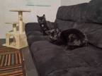 Adopt Pepper and Otto a Domestic Short Hair