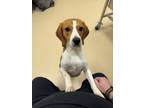 Adopt Kiwi a Beagle