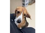 Adopt Eevee a Beagle