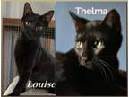 Adopt Thelma & Louise MUST GO TOGETHER a Domestic Short Hair