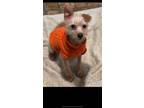 Adopt Lilly a Schnoodle, Terrier