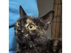 Adopt Jolene a Domestic Short Hair