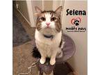Selena Domestic Mediumhair Young Female