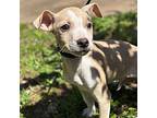 Chapin Beagle Puppy Male