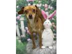 Adopt Canela a Mixed Breed