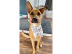 Adopt PIPER a German Shepherd Dog