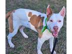 Dojo Terrier (Unknown Type, Small) Young Male