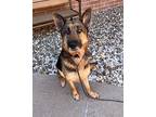 Pebbles German Shepherd Dog Adult Female