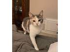 Harleigh Domestic Shorthair Young Female