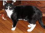 Arion Domestic Shorthair Young Male