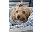 Adopt Daisy a Yorkshire Terrier