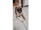 Adopt Duckie a Mixed Breed