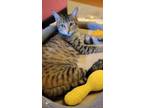 Adopt April a Domestic Short Hair