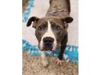 Thor American Pit Bull Terrier Adult Male