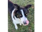 Sheeba Australian Shepherd Adult Female