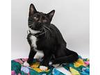 Sweet Pea XIII Domestic Shorthair Kitten Female