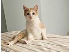 Oscar Domestic Shorthair Kitten Male