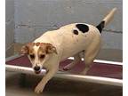 NOELLE Jack Russell Terrier Adult Female