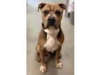 Lucky American Pit Bull Terrier Adult Male