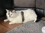 Puddy Domestic Shorthair Senior Male