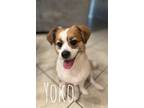 Adopt Yoko a Mixed Breed