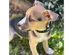 Charmer Beagle Puppy Male