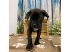 Cookie Monster Mastiff Puppy Male