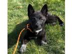 Adopt Cherry a Dutch Shepherd, Australian Cattle Dog / Blue Heeler