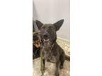 Adopt Kiwi a Dutch Shepherd